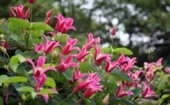 Princess Diana Clematis - 1 Gallon Pot -Outlet The Ever Garden Store clematis princess diana 1