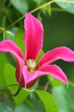Princess Diana Clematis - 1 Gallon Pot -Outlet The Ever Garden Store clematis princess diana 3