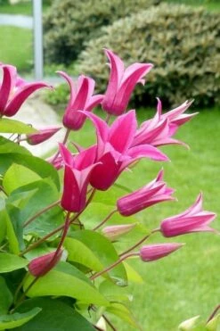 Princess Diana Clematis - 1 Gallon Pot -Outlet The Ever Garden Store clematis princess diana 5