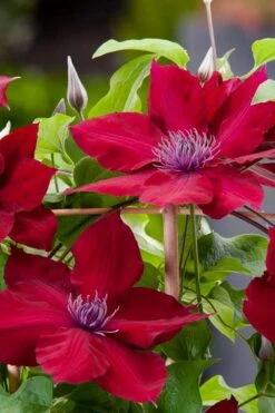 Rebecca Clematis - 1 Gallon Pot -Outlet The Ever Garden Store clematis rebecca 4