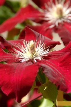 Rebecca Clematis - 1 Gallon Pot -Outlet The Ever Garden Store clematis rebecca 6