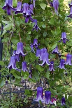 Roguchi Clematis - 1 Gallon Pot -Outlet The Ever Garden Store clematis roguchi 11