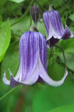 Roguchi Clematis - 1 Gallon Pot -Outlet The Ever Garden Store clematis roguchi 6