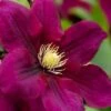 Rosemoor Clematis - 1 Gallon Pot