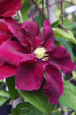 Rosemoor Clematis - 1 Gallon Pot -Outlet The Ever Garden Store clematis rosemoor 5