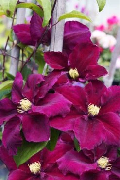 Rosemoor Clematis - 1 Gallon Pot -Outlet The Ever Garden Store clematis rosemoor 6
