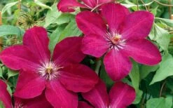 Rouge Cardinal Clematis - 1 Gallon Pot -Outlet The Ever Garden Store clematis rouge cardinal 2