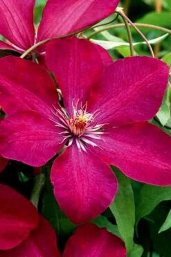 Rouge Cardinal Clematis - 1 Gallon Pot -Outlet The Ever Garden Store clematis rouge cardinal 3