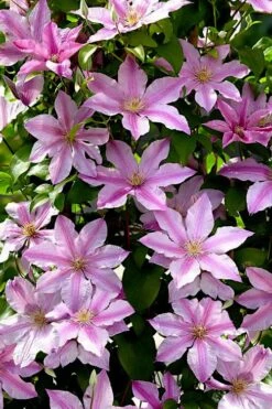 Sally Clematis - 1 Gallon Pot -Outlet The Ever Garden Store clematis sally 22