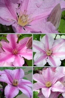 Sally Clematis - 1 Gallon Pot -Outlet The Ever Garden Store clematis sally 24
