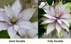 Samaritan Jo Clematis - 1 Gallon Pot -Outlet The Ever Garden Store clematis samaritan jo 8