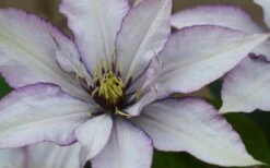 Samaritan Jo Clematis - 1 Gallon Pot -Outlet The Ever Garden Store clematis samaritan joe 1