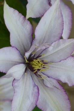 Samaritan Jo Clematis - 1 Gallon Pot -Outlet The Ever Garden Store clematis samaritan joe 2