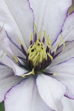 Samaritan Jo Clematis - 1 Gallon Pot -Outlet The Ever Garden Store clematis samaritan joe 4