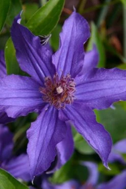 Sapphire Indigo Clematis - 1 Gallon Pot -Outlet The Ever Garden Store clematis sapphire indigo 1 1