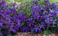 Sapphire Indigo Clematis - 1 Gallon Pot -Outlet The Ever Garden Store clematis sapphire indigo 7 1