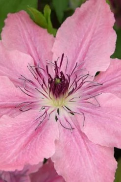Sarah Elizabeth Clematis - 1 Gallon Pot -Outlet The Ever Garden Store clematis sarah elizabeth 3