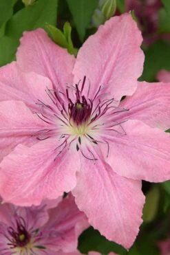 Sarah Elizabeth Clematis - 1 Gallon Pot -Outlet The Ever Garden Store clematis sarah elizabeth 4