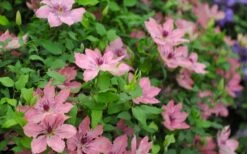 Sarah Elizabeth Clematis - 1 Gallon Pot -Outlet The Ever Garden Store clematis sarah elizabeth 5