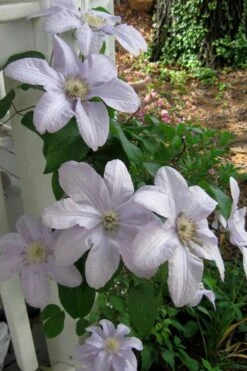 Silver Moon Clematis - 1 Gallon Pot -Outlet The Ever Garden Store clematis silver moon 3