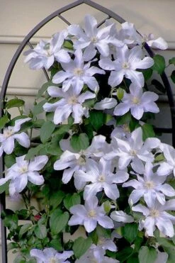 Silver Moon Clematis - 1 Gallon Pot -Outlet The Ever Garden Store clematis silver moon 7