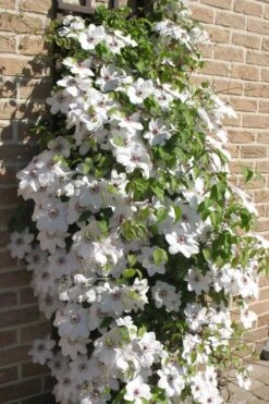 Snow Queen Clematis - 1 Gallon Pot -Outlet The Ever Garden Store clematis snow queen 4
