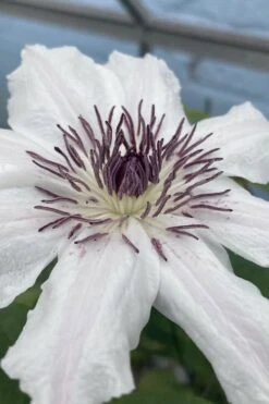 Snow Queen Clematis - 1 Gallon Pot -Outlet The Ever Garden Store clematis snow queen 5