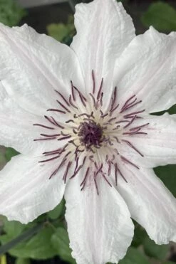 Snow Queen Clematis - 1 Gallon Pot