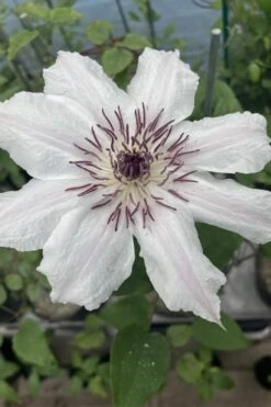 Snow Queen Clematis - 1 Gallon Pot -Outlet The Ever Garden Store clematis snow queen 7