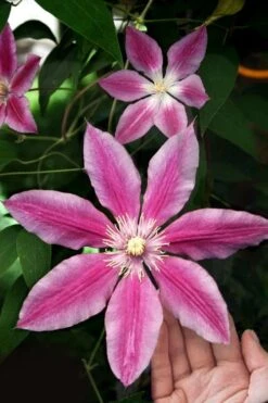 Sugar Candy Clematis - 1 Gallon Pot -Outlet The Ever Garden Store clematis sugar candy 3