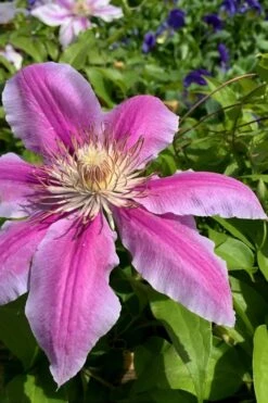 Sugar Candy Clematis - 1 Gallon Pot -Outlet The Ever Garden Store clematis sugar candy 4