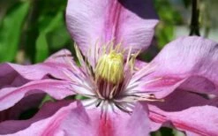 Sugar Candy Clematis - 1 Gallon Pot -Outlet The Ever Garden Store clematis sugar candy 5