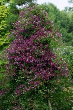 Sweet Summer Love Clematis - 1 Gallon Pot -Outlet The Ever Garden Store clematis sweet summer love 4