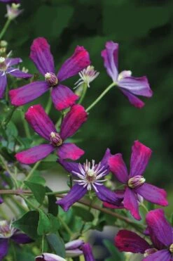 Sweet Summer Love Clematis - 1 Gallon Pot -Outlet The Ever Garden Store clematis sweet summer love 8