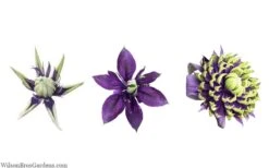 Taiga Clematis - 2 Gallon Pot -Outlet The Ever Garden Store clematis taiga 24 2