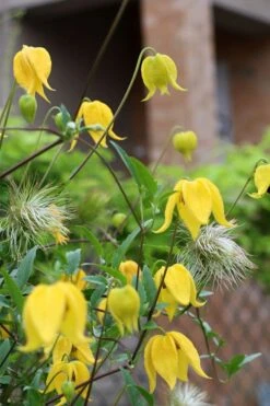 Tangutica Yellow Clematis - 1 Gallon Pot -Outlet The Ever Garden Store clematis tangutica 1