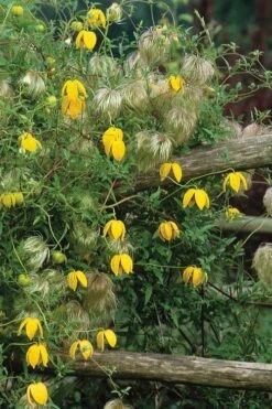 Tangutica Yellow Clematis - 1 Gallon Pot -Outlet The Ever Garden Store clematis tangutica 4