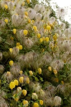 Tangutica Yellow Clematis - 1 Gallon Pot -Outlet The Ever Garden Store clematis tangutica flowers and seedheads