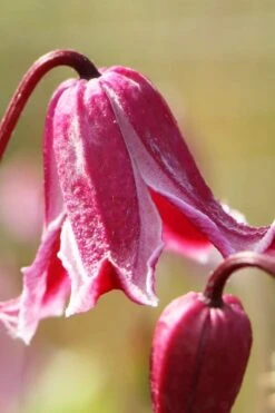 Etioile Rose Clematis - 1 Gallon Pot -Outlet The Ever Garden Store clematis texensis etoile rose 1