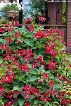 Gravetye Beauty Clematis - 1 Gallon Pot -Outlet The Ever Garden Store clematis texensis gravetye beauty 10