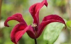 Gravetye Beauty Clematis - 1 Gallon Pot -Outlet The Ever Garden Store clematis texensis gravetye beauty 4