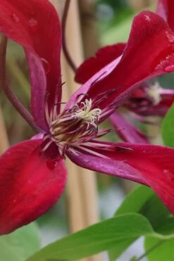Gravetye Beauty Clematis - 1 Gallon Pot -Outlet The Ever Garden Store clematis texensis gravetye beauty 6