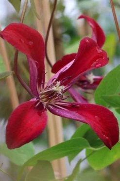 Gravetye Beauty Clematis - 1 Gallon Pot -Outlet The Ever Garden Store clematis texensis gravetye beauty 7
