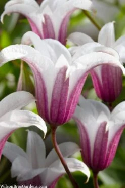 Princess Kate Clematis - 1 Gallon Pot -Outlet The Ever Garden Store clematis texensis princess kate 23