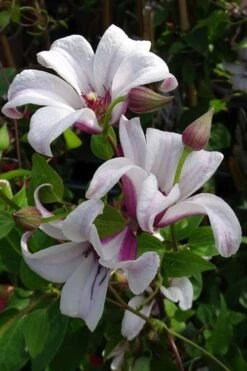 Princess Kate Clematis - 1 Gallon Pot -Outlet The Ever Garden Store clematis texensis princess kate 5