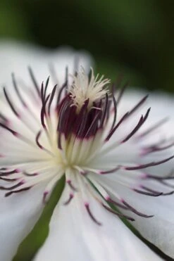 The Countess Of Wessex Clematis - 1 Gallon Pot -Outlet The Ever Garden Store clematis the countess of wessex 4