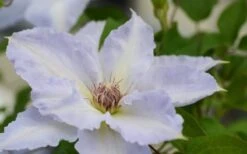 Tranquilite Clematis - 1 Gallon Pot -Outlet The Ever Garden Store clematis tranquilete 1