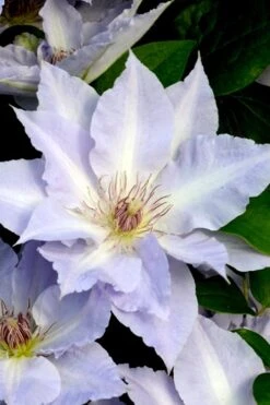 Tranquilite Clematis - 1 Gallon Pot -Outlet The Ever Garden Store clematis tranquilete 3