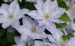 Tranquilite Clematis - 1 Gallon Pot -Outlet The Ever Garden Store clematis tranquilete 4