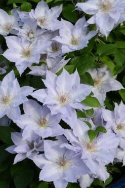 Tranquilite Clematis - 1 Gallon Pot -Outlet The Ever Garden Store clematis tranquilite 11